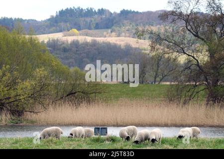 19 aprile 2022, Brandeburgo, Schwedt/OT Criewen: Pascolo di pecore sulla riva del canale Hohensaaten-Friedrichsthal. Foto: Soeren Stache/dpa Foto Stock