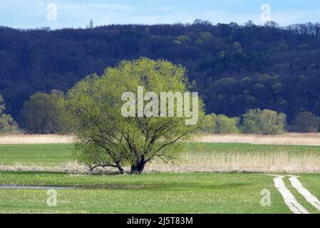 19 aprile 2022, Brandeburgo, Schwedt/OT Criewen: Un albero cresce in un prato nella zona centrale del parco nazionale. Foto: Soeren Stache/dpa Foto Stock