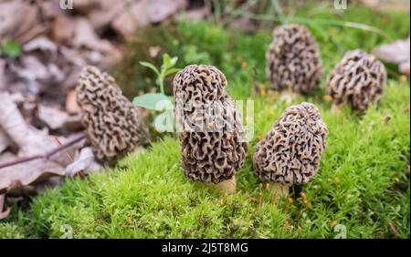 Gruppo di funghi Morel che crescono su un pezzetto di muschio Foto Stock