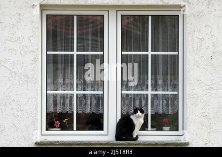 19 aprile 2022, Brandeburgo, Schwedt/OT Criewen: Un gatto bianco e nero si siede fuori sulla soglia della finestra di una casa. Foto: Soeren Stache/dpa Foto Stock