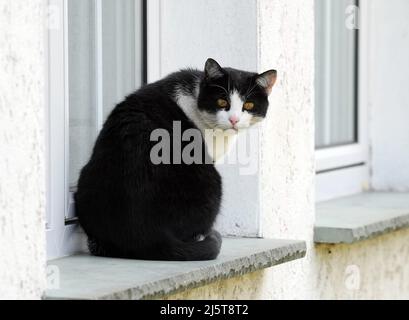 19 aprile 2022, Brandeburgo, Schwedt/OT Criewen: Un gatto bianco e nero è seduto fuori sulla soglia della finestra di una casa. Foto: Soeren Stache/dpa Foto Stock