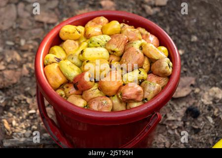 Le mele di anacardi sono state disseminate e raccolte in un secchio, in attesa di essere frantumate per l'estratto per produrre liquore. ( Urrak e Feni ) Foto Stock