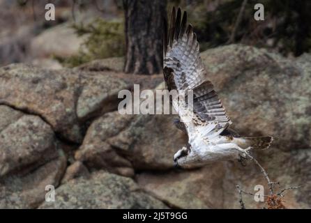 Osprey nell'Eleven Mile Canyon in Springtime Foto Stock