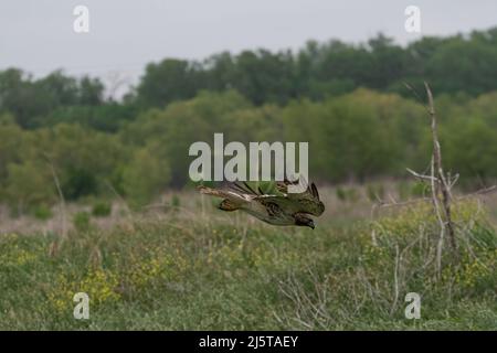 Un falco dalla coda rossa con le sue ali sparse mentre si tuffa verso terra in un campo coperto di erbaccia nel tentativo di catturare la preda Foto Stock