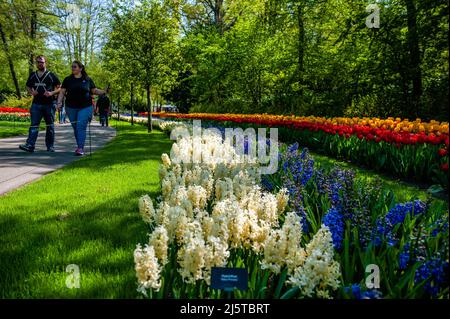 Lisse, Paesi Bassi. 24th Apr 2022. La gente è vista godendosi una passeggiata intorno al giardino. Keukenhof è anche conosciuto come il Giardino d'Europa, uno dei più grandi giardini di fiori del mondo, e si trova a Lisse, nei Paesi Bassi. Il parco non poteva aprirsi per due anni a causa delle misure corona. Infine, i visitatori possono davvero sperimentare di nuovo lo splendore floreale. Credit: SOPA Images Limited/Alamy Live News Foto Stock