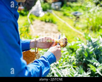 l'uomo concentrato taglia verdure di stagione nel suo orto in città Foto Stock