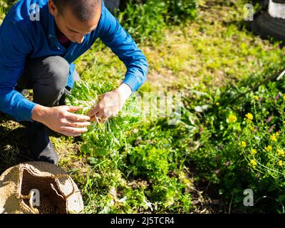 un uomo anziano raccoglie un vegetale nel suo orto urbano Foto Stock
