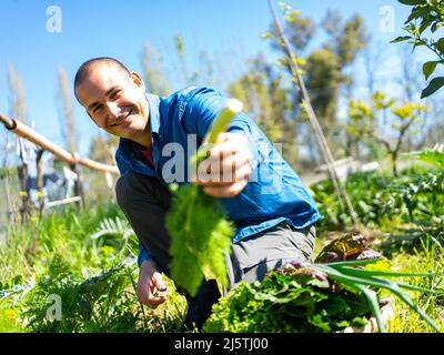 l'agricoltore raccoglie le verdure nel suo orto urbano che è molto felice Foto Stock