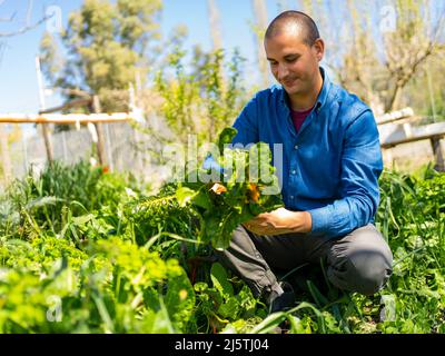coltivatore tenere le verdure dal suo orto urbano nelle vostre mani Foto Stock