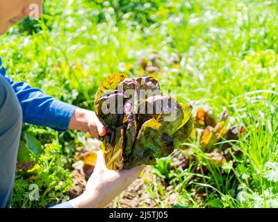 coltivare su giovane agricoltore che tiene una verdura dal suo orto in città Foto Stock