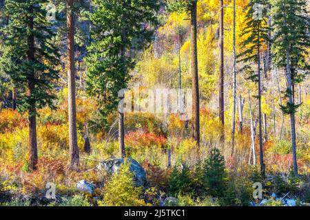 Colori giallo e verde autunno. Foto Stock