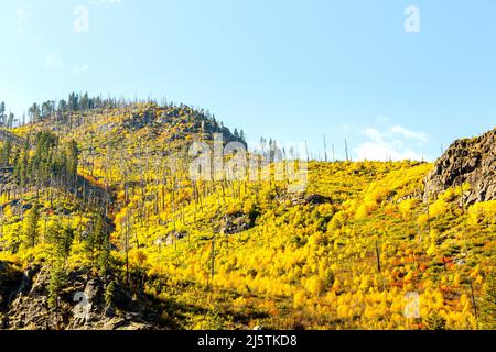 Colori giallo e verde autunno. Foto Stock