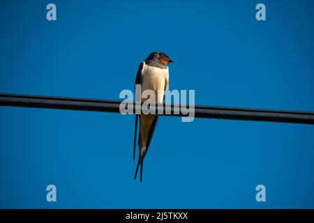 Swallow seduta sul filo del telefono Foto Stock