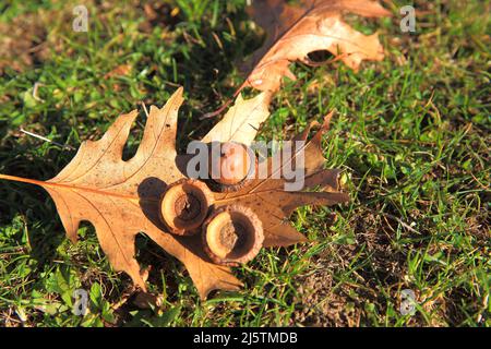 Foglie d'autunno con corna Foto Stock