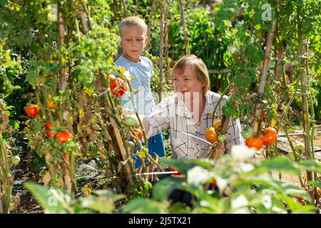 Donna con nipote che raccoglie pomodori Foto Stock