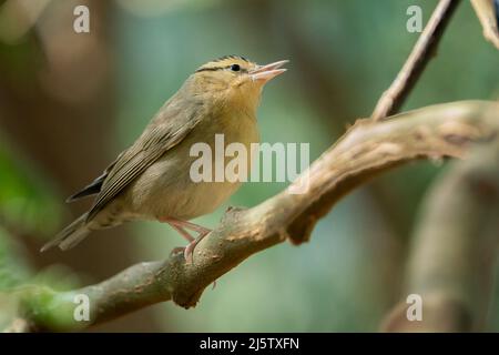 Worm-eating trillo cantando Foto Stock