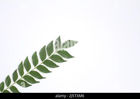 Foglie di curry fresco, fondo isolato bianco per l'inserimento del preventivo. Erbe comuni usate dall'asiatico per cucinare gli ingredienti. Foto Stock