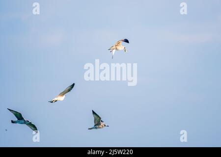 Quattro gabbiani di mare nel cielo azzurro chiaro. Il grande gabbiano nero-backed, Larus marinus, volando in cielo blu chiaro sfondo, Foto Stock