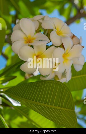 Fiori bianchi di rubra di Plumeria. Fiore Frangipani. La Plumeria di Semboja è un gruppo di piante del genere Plumeria. Fiore tropicale. Foto Stock