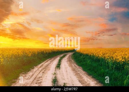 Vista in alto del paesaggio agricolo con fioritura campo di semi oleosi. Paese polveroso strada sabbiosa attraverso i campi. Stagione primaverile. Fiore Foto Stock