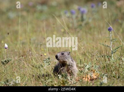 Giovane marmotta su un prato verde con fiori Foto Stock