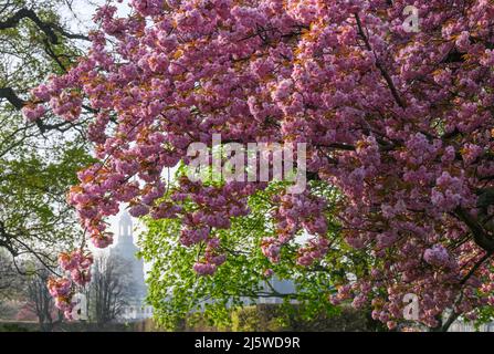 Dresda, Germania. 26th Apr 2022. Un ciliegio ornamentale fiorisce sullo sfondo della Città Vecchia con la Chiesa di nostra Signora sulle rive dell'Elba. Credit: Robert Michael/dpa/Alamy Live News Foto Stock