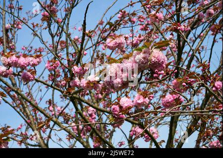 Fiore rosa in fiore ciliegio. Foto Stock