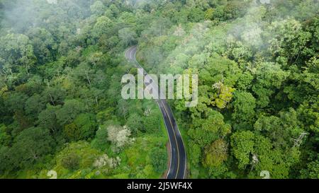 Misty strada all'interno della foresta pluviale tropicale con nebbia drammatica Foto Stock