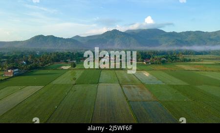 Vista aerea di risaie con vista montagna e villaggio al mattino, paesaggio agricolo. Fotografia aerea. Foto Stock