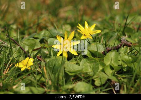 Primo piano di fiori gialli di ficaria verna tra foglie verdi Foto Stock