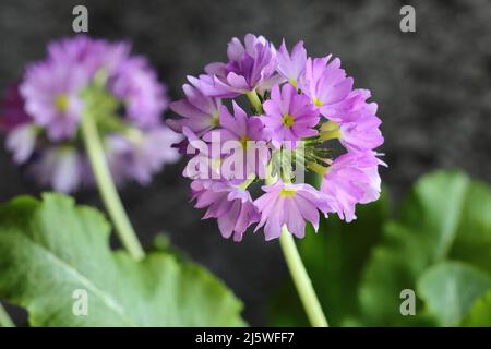 testa fiore di primrose sferiche viola su sfondo scuro, primo piano, fuoco selettivo Foto Stock