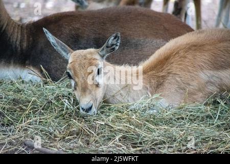 Il black buck (Antiplope cervicapra), noto anche come antilope indiana, è un'antilope originaria dell'India e del Nepal. Una femmina mostrata qui in cattività a. Foto Stock