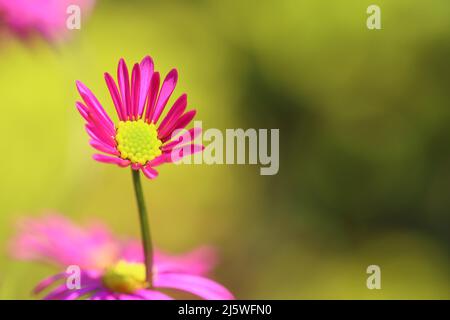 primo piano di un piccolo fiore di brachyscome rosa delicato contro uno sfondo sfocato verde, spazio copia Foto Stock