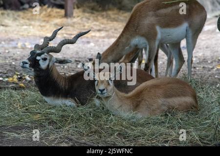 Il black buck (Antiplope cervicapra), noto anche come antilope indiana, è un'antilope originaria dell'India e del Nepal. Una coppia maschio e femmina mostrata qui nella Foto Stock