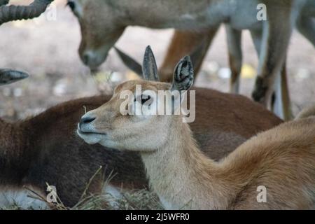 Il black buck (Antiplope cervicapra), noto anche come antilope indiana, è un'antilope originaria dell'India e del Nepal. Una femmina mostrata qui in cattività a. Foto Stock