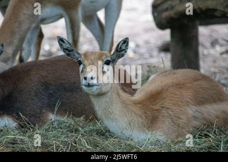 Il black buck (Antiplope cervicapra), noto anche come antilope indiana, è un'antilope originaria dell'India e del Nepal. Una femmina mostrata qui in cattività a. Foto Stock