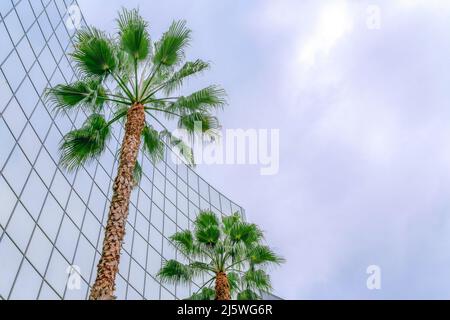 Due palme all'esterno dell'edificio in vetro nella Silicon Valley, area della baia di San Jose, California Foto Stock