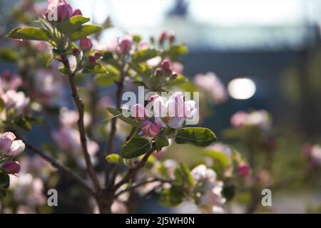 fiore di albero di mele in fiore Foto Stock