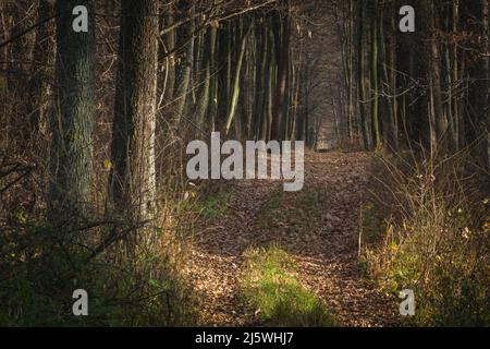 Una strada sterrata in una foresta densa e scura Foto Stock