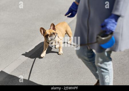donna con cane bulldog francese che cammina in città Foto Stock