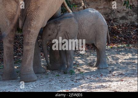 Primo piano di un elefante del deserto e del suo bambino che allatta il vitello, da qualche parte in Namibia. Foto Stock