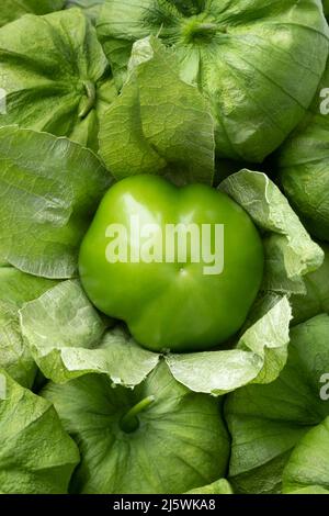 Singolo tomatillo messicano verde sbucciato fresco in un primo piano buccia Foto Stock