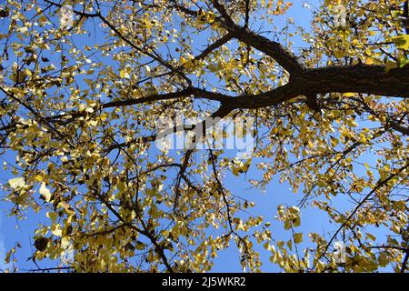 Immagine Autum di foglie gialle su rami con cielo blu sullo sfondo. Belle frondoli colorate sul bel cielo blu. L'autunno lascia bac Foto Stock