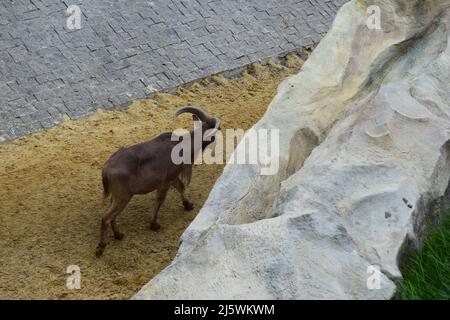 Capra di montagna nello zoo. (Oreamnos americanus) nel recinto zoo. I mammiferi hanno unghie, corna corte e crooks neri. Foto Stock