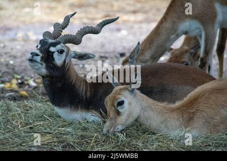 Il black buck (Antiplope cervicapra), noto anche come antilope indiana, è un'antilope originaria dell'India e del Nepal. Una coppia maschio e femmina mostrata qui nella Foto Stock