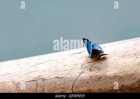 Farfalla su un albero. Foto di alta qualità Foto Stock