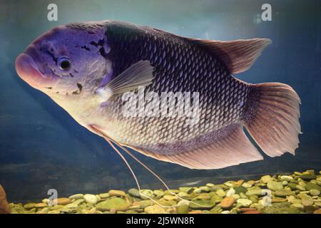 La massiccia tilapia cattura circa cinque libbre, fauna selvatica acqua animale tilapia, pesce d'acqua dolce acquario cichlid. Foto Stock