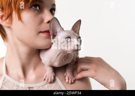 Sphynx Cat blu mink e bianco colore si siede sulla spalla della giovane donna e guarda via. Vista ravvicinata, scatto in studio su sfondo bianco. Parte della serie Foto Stock