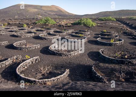 Vine growing in a land of volcanoes at Lanzarote, one of the Canary Islands in Spain. Foto Stock