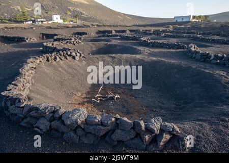 Vite che cresce in una terra di vulcani a Lanzarote, una delle Isole Canarie in Spagna. Foto Stock